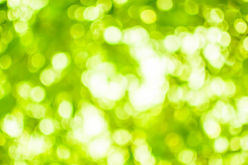 Fototapeta premium Beautiful bokeh.