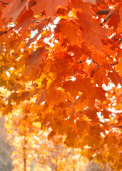 autumn leaves background