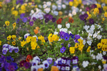 Fototapeta premium spring flowers in the garden