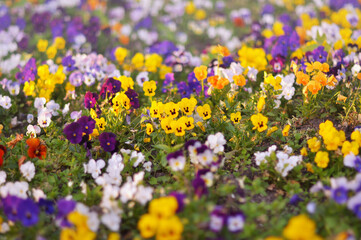 flowers in the garden