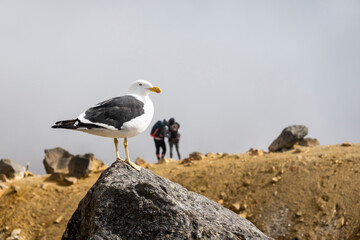 Blackback gull standing on rock on summit of mountain with unrecognisable couple in background