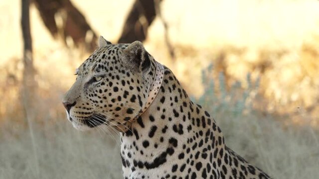 Collared leopard filmed in the wild in slow motion