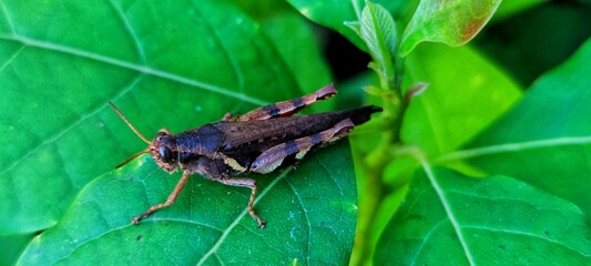 a grasshopper perched on the grass