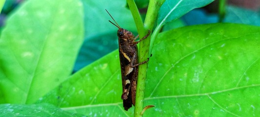 a grasshopper perched on the grass