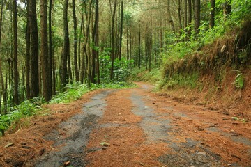 Obraz premium Beautiful and dramatic tropical forest area for memorable and romantic natural scenery photos.