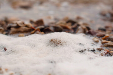 ants in the sand