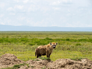 Serengeti National Park, Tanzania, Africa - March 1, 2020: Spotted hyena roaming the savannah