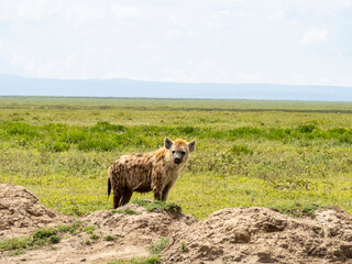 Serengeti National Park, Tanzania, Africa - March 1, 2020: Spotted hyena roaming the savannah