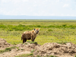 Fototapeta premium Serengeti National Park, Tanzania, Africa - March 1, 2020: Spotted hyena roaming the savannah