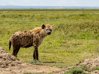 Serengeti National Park, Tanzania, Africa - March 1, 2020: Spotted hyena roaming the savannah