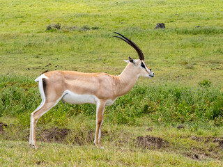 Ngorongoro Crater, Tanzania, Africa - March 1, 2020: Grant's gazelle resting on savannah