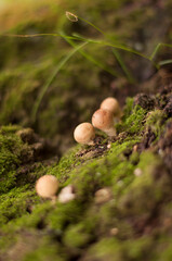 mushrooms in the forest