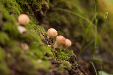 mushrooms in the forest