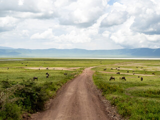 Ngorongoro Crater, Tanzania, Africa - March 1, 2020: Wildebeests and zebras along road into Ngorongoro Crater