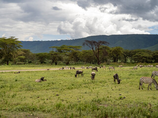 Ngorongoro Crater, Tanzania, Africa - March 1, 2020: Wildebeest roaming the savannah