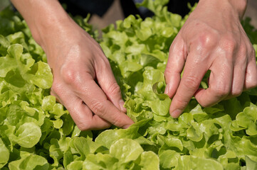 Organic vegetables.Farmer hand picking fresh salad in the vegatale farm.Freshly harvested vegetables.