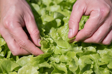 Organic vegetables.Farmer hand picking fresh salad in the vegatale farm.Freshly harvested vegetables.