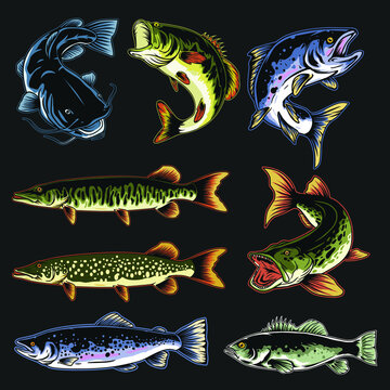 Fish Design set Vector Salmon ,CatFish ,Muskellunge ,Northen Pike , walleye ,Bass