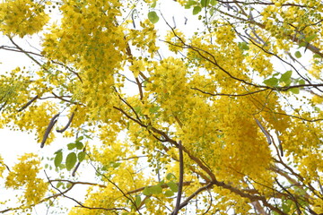 Yellow flowers,Cassia fistula flowers bloom in abundance and are beautiful in the early summer.