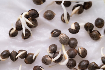 Growing plant seeds on white background.Close up bean seeds with root germination.Agriculture plant seeding growing step concept.