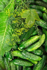 organic products, healthy food, harvesting for future use, pickling vegetables, pickling cucumbers. lot of young cucumbers as background