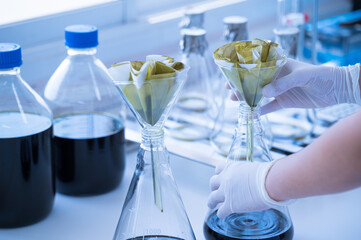 Selectve focus scientist making laboratory in at hospital.Researcher working in the herbal cannabis lab unit.Natural medical concept.