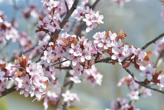 flowers of an ornamental prunus tree  blooming in springtime