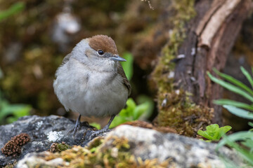 Mönchsgrasmücke (Sylvia atricapilla) Weibchen