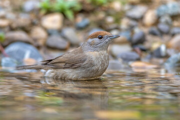 Mönchsgrasmücke (Sylvia atricapilla) Weibchen