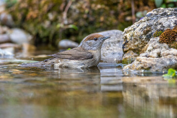 Mönchsgrasmücke (Sylvia atricapilla) Weibchen