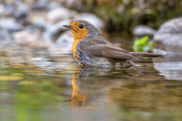 Rotkehlchen (Erithacus rubecula)