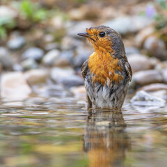 Rotkehlchen (Erithacus rubecula)