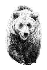 Hand drawn bear, sketch graphics monochrome illustration on white background (originals, no tracing)