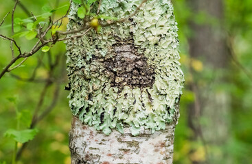 Lichen Parmelia on the bark of a tree. Grows on birch.