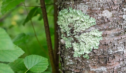 Lichen Parmelia on the bark of a tree. Grows on birch. Copy space