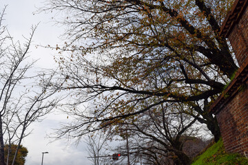 京都、蹴上げの紅葉と木造の建物等
