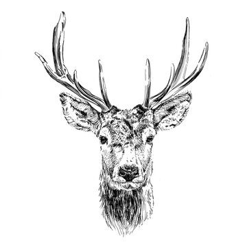 Hand drawn deer, sketch graphics monochrome illustration