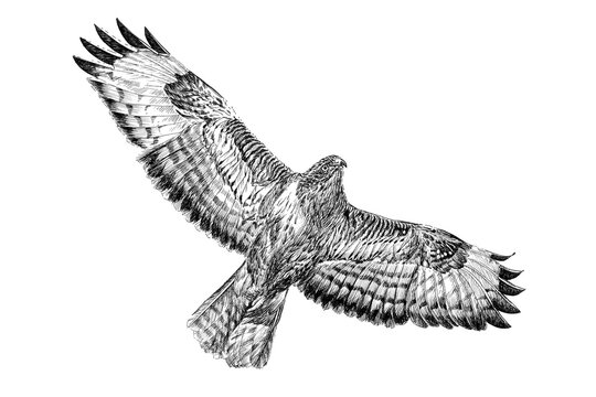 Hand drawn Common Buzzard hawk, sketch graphics monochrome illustration