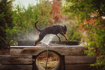 Rottweiler dog playing in sprinkler to cool off on a hot summer day