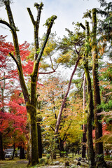 京都、蹴上げの紅葉と木造の建物等
