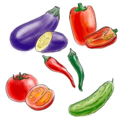 drawing color sketch of different vegetables at white background