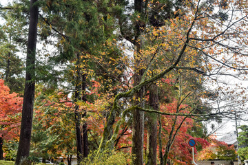 京都、蹴上げの紅葉と木造の建物等
