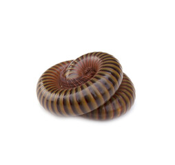 The millipede rolled into a circle isolated on white background .