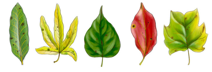 set of drawing tree leaves