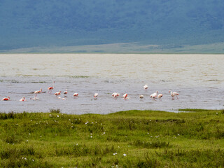 Ngorongoro Crater, Tanzania, Africa - March 1, 2020: Flock of flamingos in lake