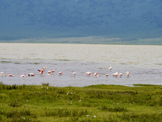 Ngorongoro Crater, Tanzania, Africa - March 1, 2020: Flock of flamingos in lake