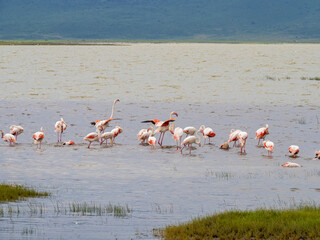 Naklejka premium Ngorongoro Crater, Tanzania, Africa - March 1, 2020: Flock of flamingos in lake
