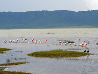 Ngorongoro Crater, Tanzania, Africa - March 1, 2020: Flock of flamingos in lake