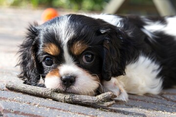 The beautiful King Charles Cavalier Spaniel puppy