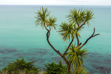 Cabbage trees growing on a steep bank on Palliser Bay, New Zealand